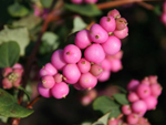 Symphoricarpos Scarlet Pearl