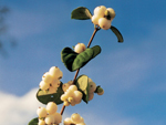 Symphoricarpos Bright Fantasy